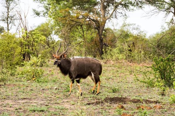 Portrait de nyala des basses terres mâle, Tragelaphus angasii — Photo