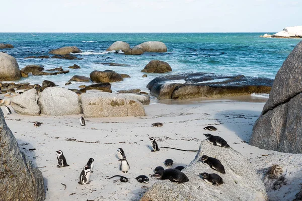 African Jackass Penguins — Stock Photo, Image