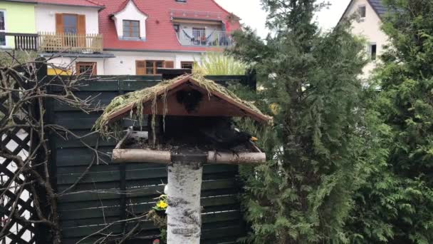 Amsel im Vogelhaus — Stockvideo