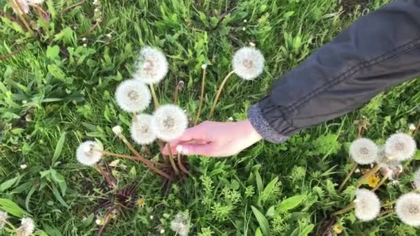 Alacak ve karahindiba çiçek üfleme kadın — Stok video