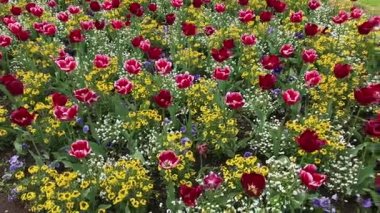 flowerbed farklı çiçekler