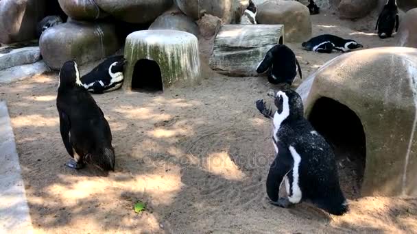 Pingouins mignons marchant à travers leur environnement artificiel — Video