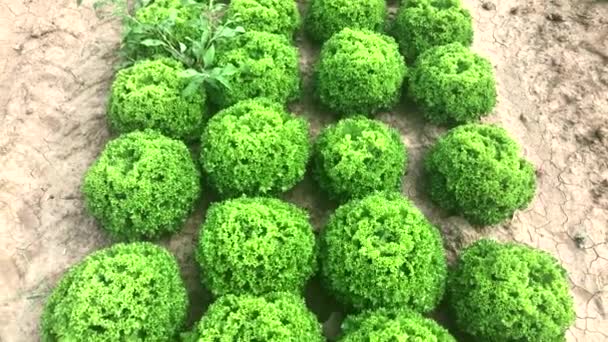 Lollo bionda and lollo rosso lettuce on the field — Stock Video