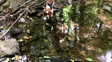 Dereye oynayan Galli Springer Spaniel köpek yavrusu