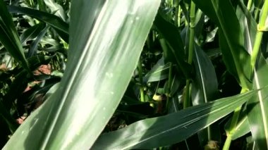 Mısır Inbetween yeşil alan