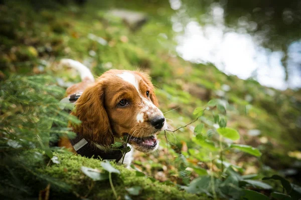 Welsh Springer Spaniel puppy in the forest — Stock Photo, Image