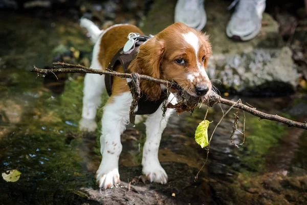 Cãozinho Springer Spaniel galês brincando no riacho Imagens De Bancos De Imagens