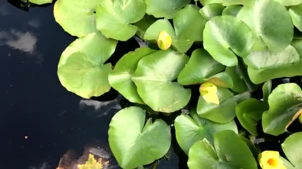 Nahaufnahme von Seerosen, die in einem stillen Teich schwimmen — Stockvideo