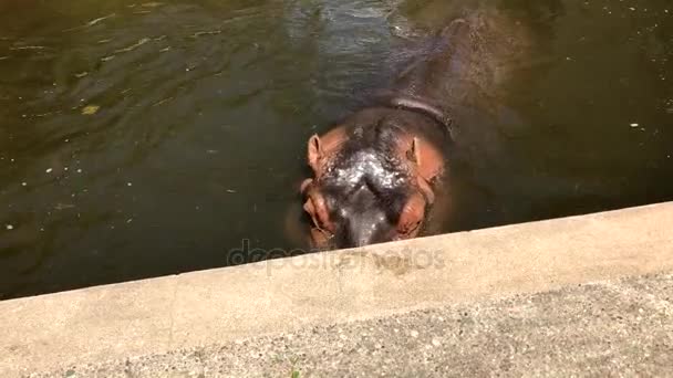 Hippo ontspannen in water — Stockvideo