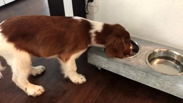 Welsh Springer Spaniel puppy eating his dog food — Stock Video