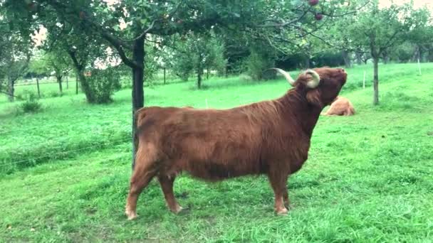Scottish highland cow på äppelträd — Stockvideo