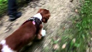 Galce Springer Spaniel köpek tasma