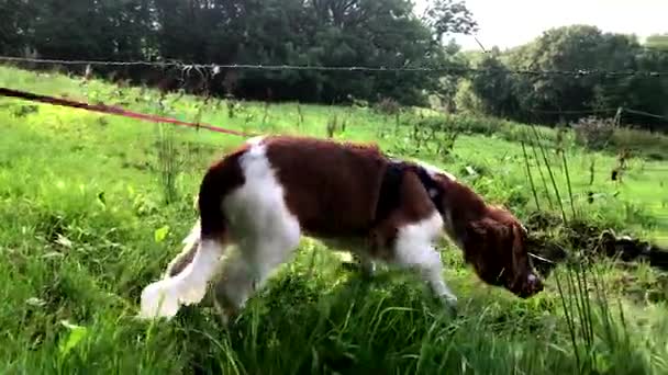 İnekler yaşandığı Galce Springer Spaniel köpek yavrusu — Stok video