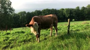Dikenli tel ile mera üzerinde inek