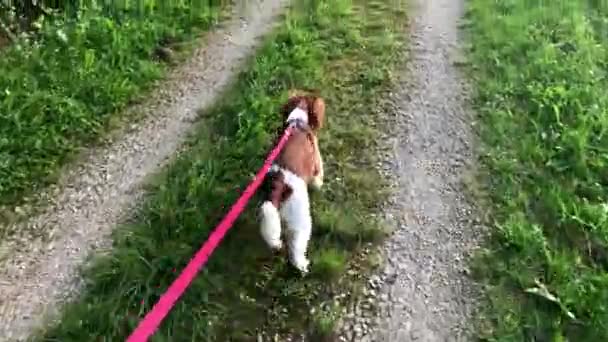 Welsh Springer Spaniel puppy on the leash — Stock Video