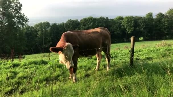 Vaca en un pasto con alambre de púas — Vídeo de stock