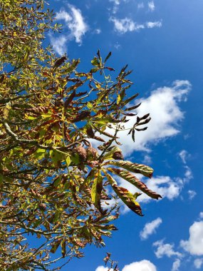 At-kestane ağacı üzerinde