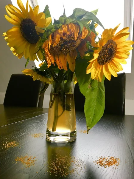 Wilted sunflowers in glass vase — Stock Photo, Image