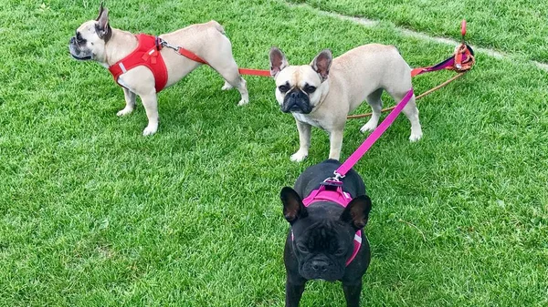 Three pug dogs — Stock Photo, Image