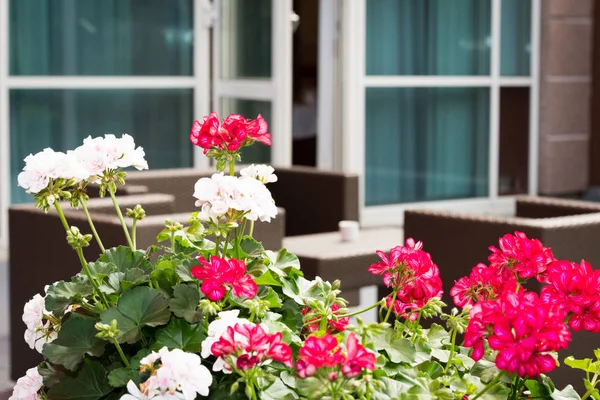 酒店露台上的植物和棕色花园家具 — 图库照片