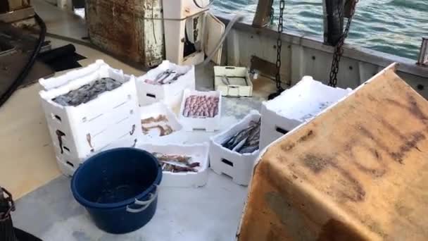 Úlovky rybářů na ukotvené rybářské lodi — Stock video