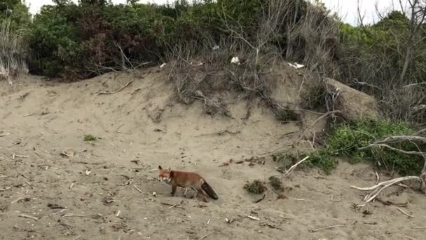 Red fox sniffing along the beach — Stock Video