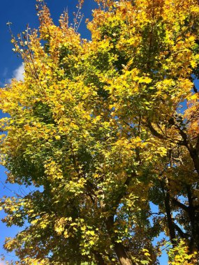 Sonbaharda akçaağaç