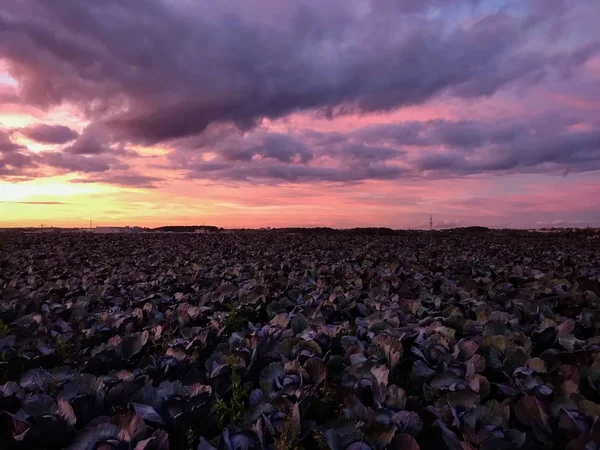 Kål fält med dramatisk solnedgång sky. — Stockfoto