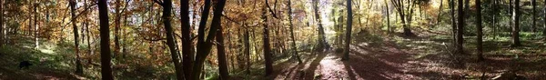 Beautiful autumn forest panorama — Stock Photo, Image