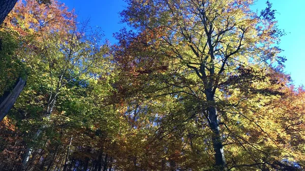 Piękny jesienny las — Zdjęcie stockowe