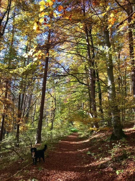 아름다운 가을 숲 — 스톡 사진