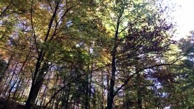 güzel bir gün ile güzel sonbahar orman