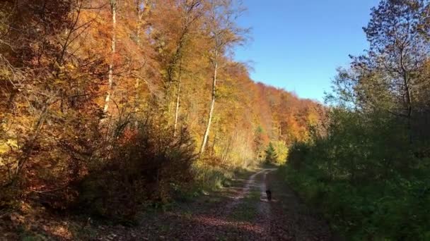 Mooie herfst bos met zon schijnt — Stockvideo