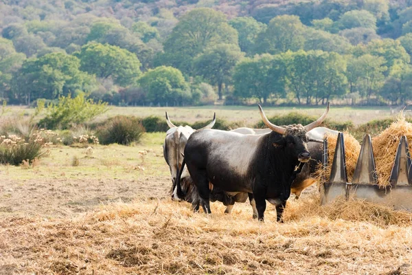 Vacas Maremma toscanas — Foto de Stock