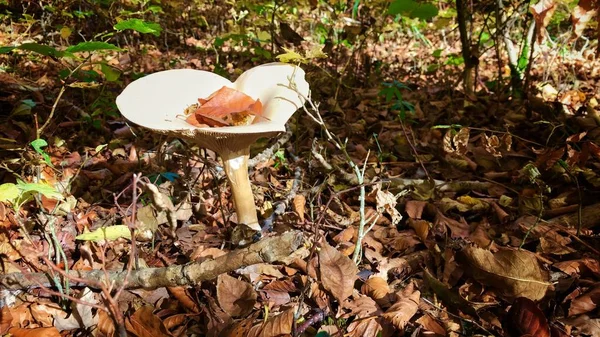 Красивые грибы в осеннем лесу — стоковое фото