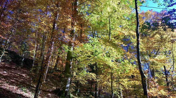 Bella foresta autunnale — Foto Stock