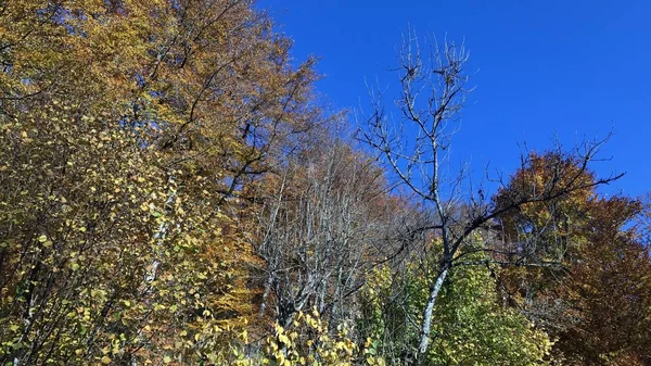 Beautiful autumn forest — Stock Photo, Image