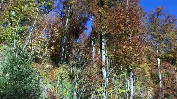 Piękna jesień las z słońce świeci — Wideo stockowe