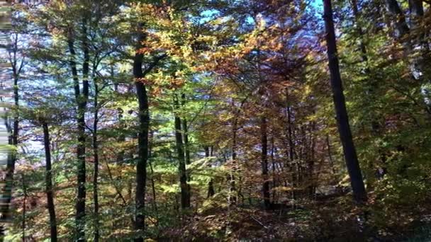 Bella foresta autunnale con sole splendente — Video Stock