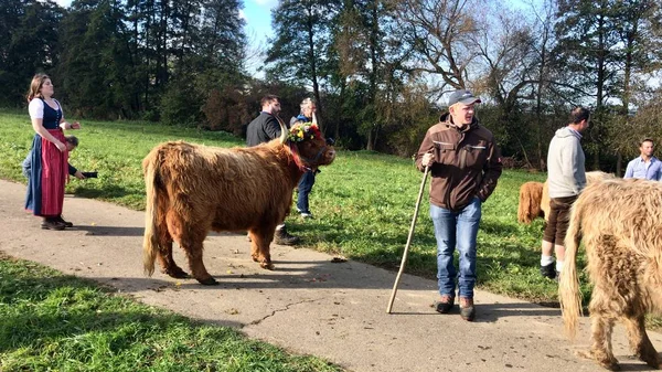 Uroczyste pochodzenia bydła z pastwiska górskie w szwabskiej — Zdjęcie stockowe