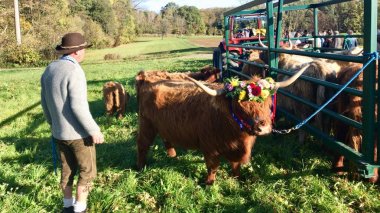 Sığır Swabian Alb dağ otlaklarda üzerinden tören iniş