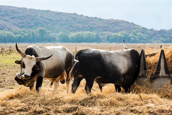 Vacas Maremma toscanas — Foto de Stock