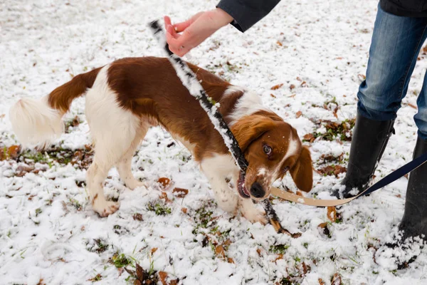 Young Welsh Springer Spaniel in the snow — Stock Photo, Image
