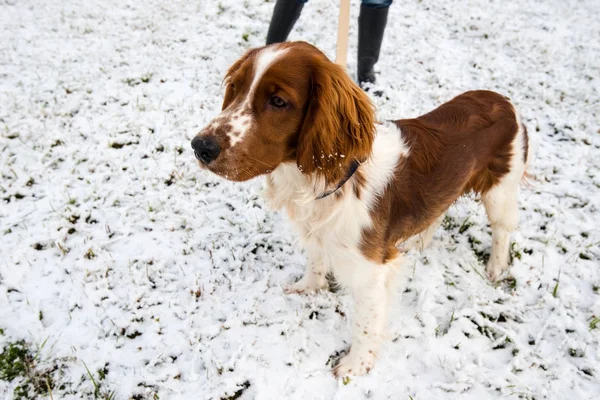 Junger walisischer Springspaniel im Schnee — Stockfoto