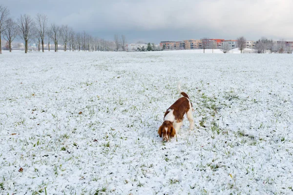 Jong Welsh Springerspaniël in de sneeuw — Stockfoto