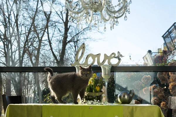 Британська короткошерста кішка стоїть на столі — стокове фото