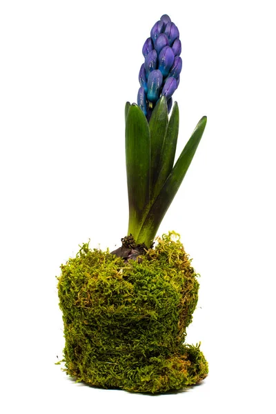 Jacinto primavera decorado em vaso isolado sobre fundo branco — Fotografia de Stock