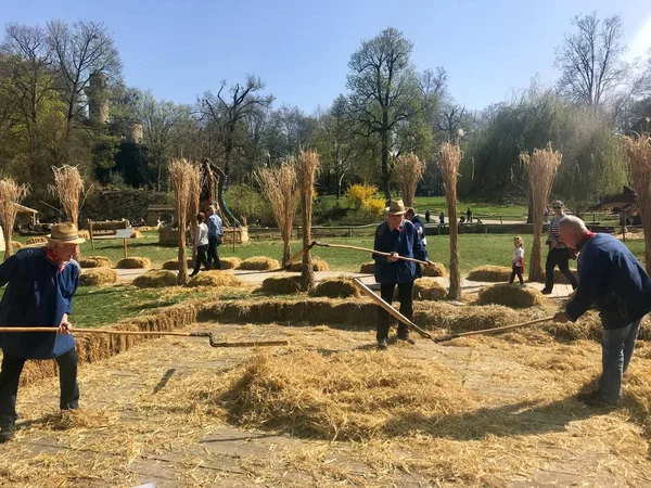 Los ancianos están demostrando cómo el grano fue trillado manualmente en una granja en la antigüedad. —  Fotos de Stock