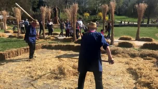 Les hommes âgés démontrent comment le grain a été battu manuellement dans une ferme dans les temps anciens — Video