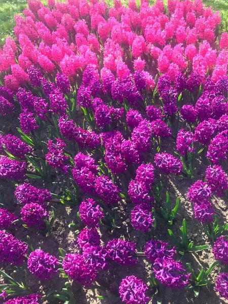Фиолетовые гиацинтовые цветы — стоковое фото